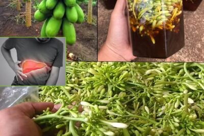 Benefits and Uses of Papaya Flowers Soaked in Honey /d