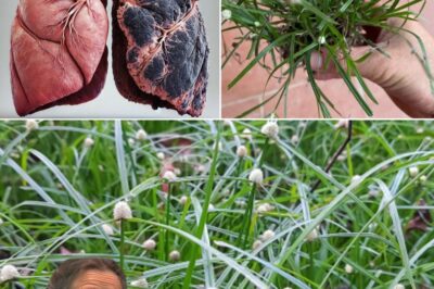 Kyllinga Brevifolia: Unlocking the Healing Potential of the “Green Kyllinga”