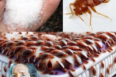 Bedbugs: Simple Methods to Eradicate Them from Your Home