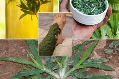 Goosegrass: Health Benefits and Uses /d