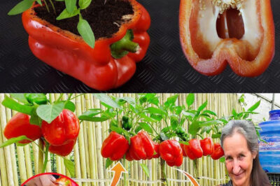 How to Grow Peppers at Home: The Secret to Having Abundant Production/hi
