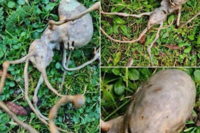 Neighbor discovers mysterious object in backyard, leaving the internet baffled.
