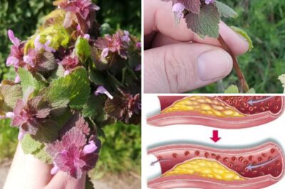 Purple Deadnettle (Lamium purpureum): A Hidden Gem of Medicinal and Practical Uses