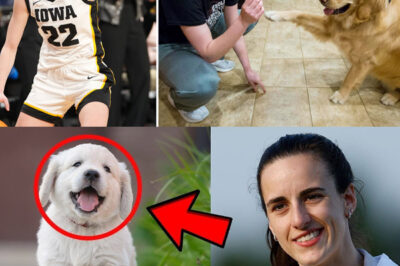 The Reason Why The Stray Dog Keeps Following Caitlin Clark, What Happens Next Will Make You Cry…/hi